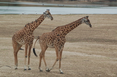 Giraffa camelopardalis thornicrofti