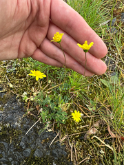 Crocidium multicaule, photograph (c) Kieran Hanrahan, some rights reserved (CC BY)