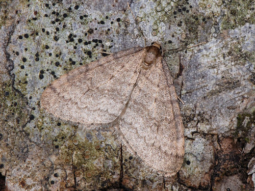 Winter Moth