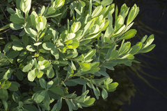 Myrica gale tomentosa