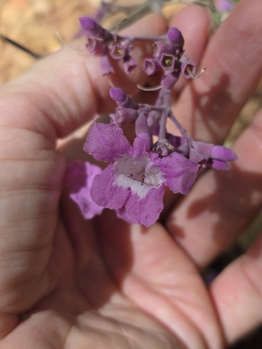 Fridericia pubescens