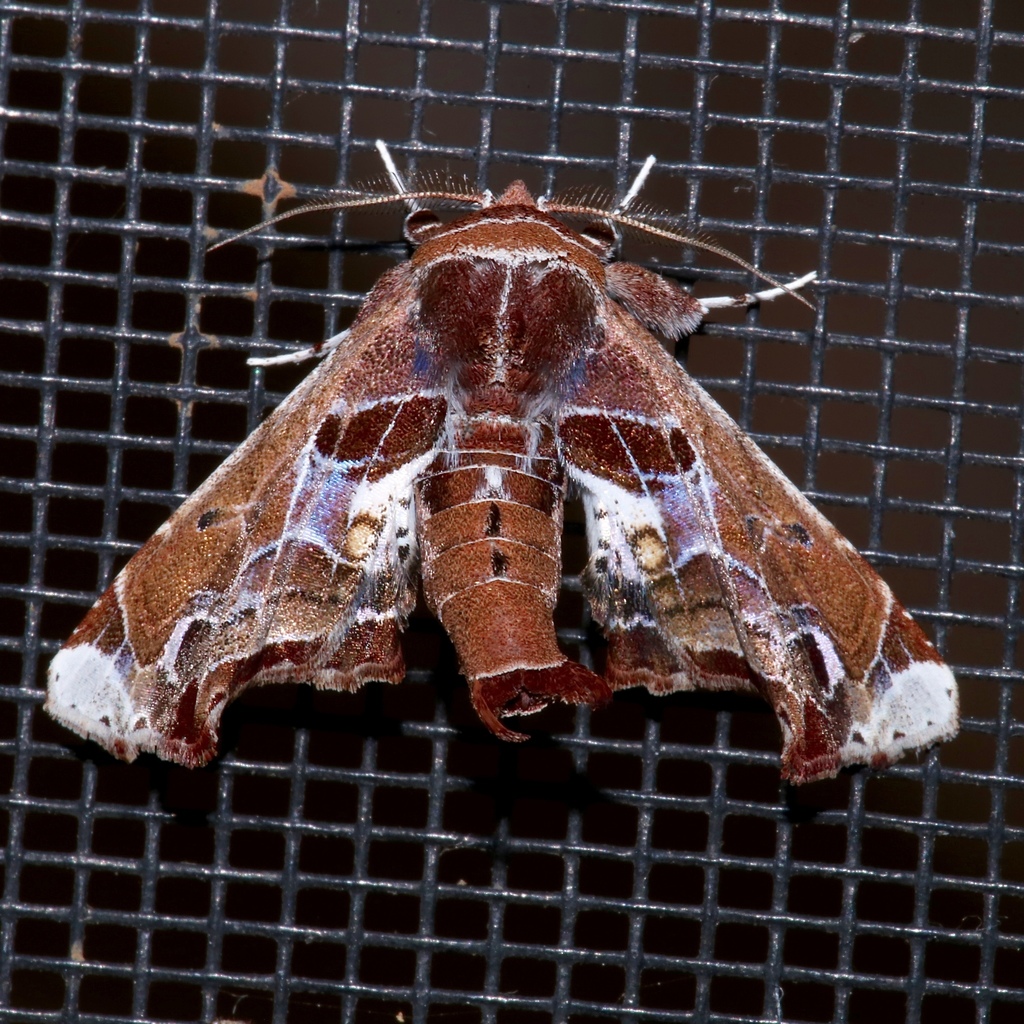 Marathyssa pulcherrimus