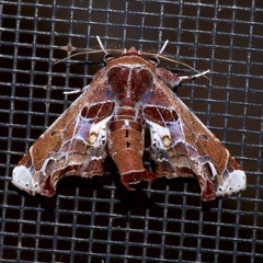 Image of Eutelia pulcherrimus