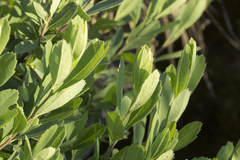 Myrica gale tomentosa