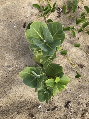 Cordia dichotoma