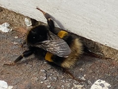 Bombus terrestris audax
