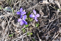 Viola hirta