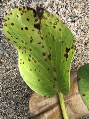 Cercospora ipomoeae