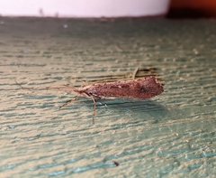 Glyphopsyche irrorata