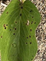 Cercospora ipomoeae