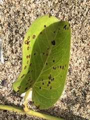 Cercospora ipomoeae