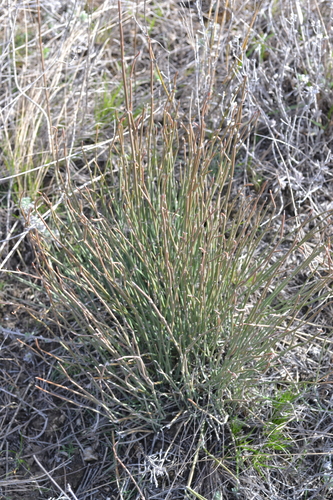 European Ephedra