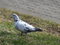 Columba livia domestica