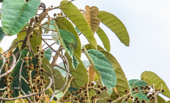 Croton magdalenensis