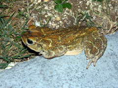 Peltophryne peltocephala