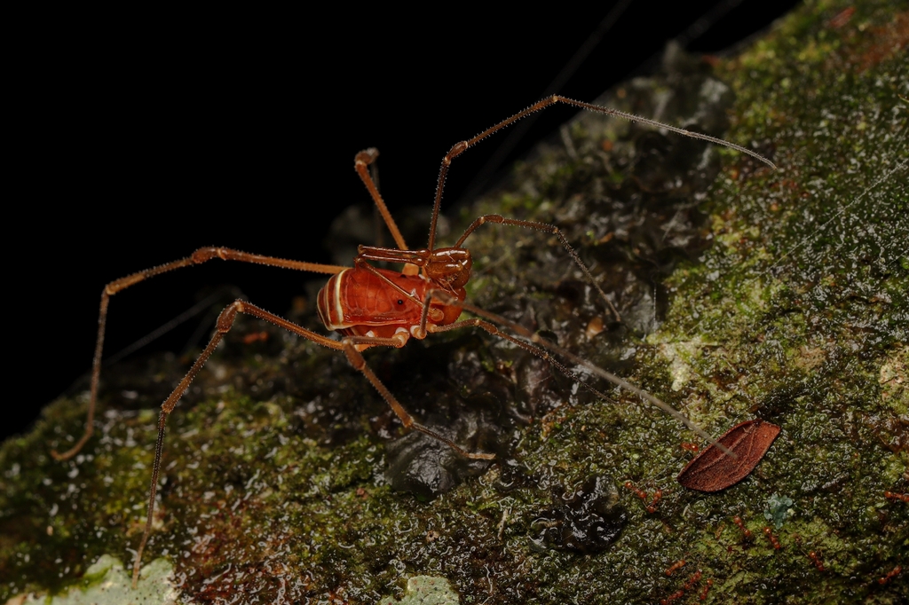 Obidosus mendopticus
