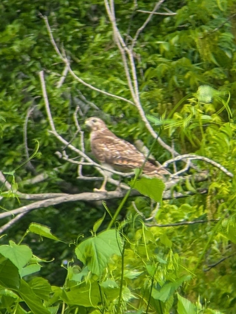 Red-shouldered Hawk from Houston Ave @ Parkview, Houston, TX 77009, USA ...