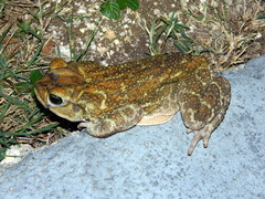 Peltophryne peltocephala