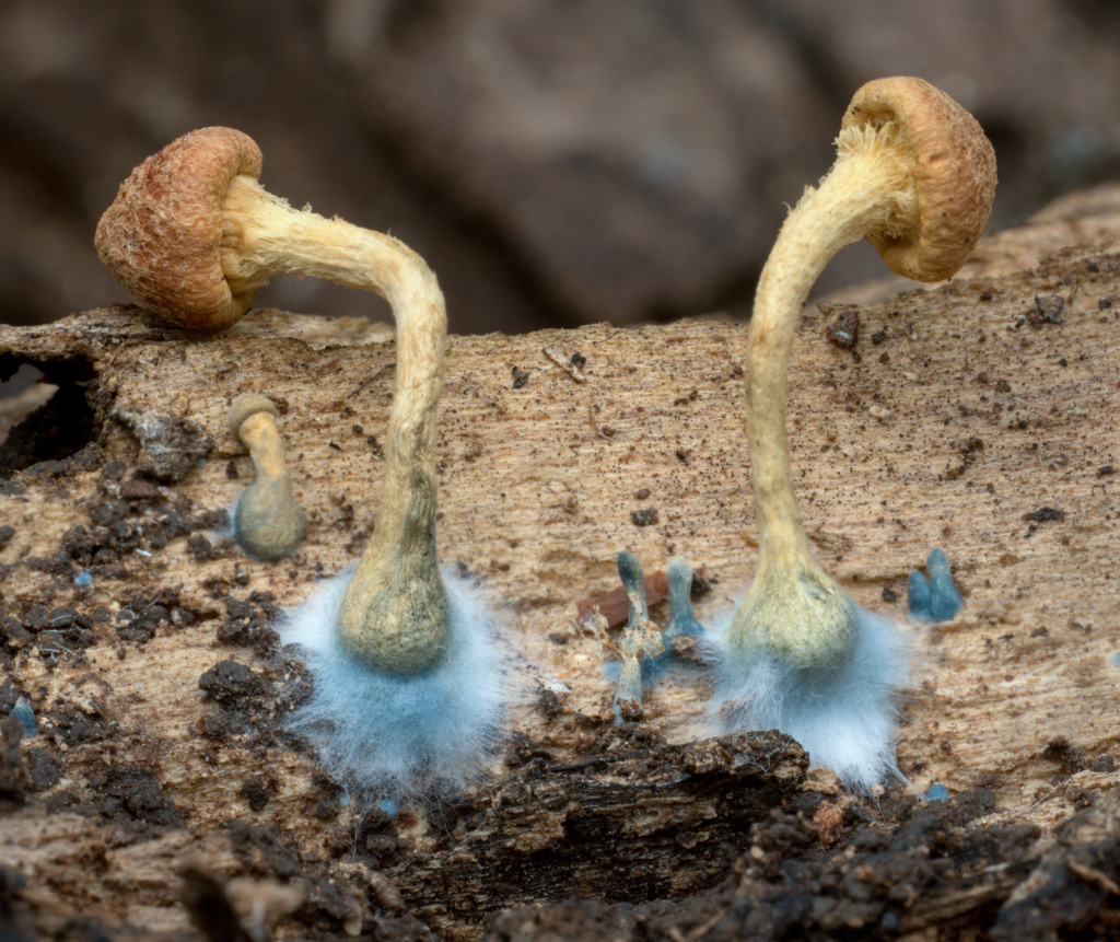 Gymnopilus palmicola · April 2026 · photo: © alan_rockefeller (iNaturalist, cc-by-sa)