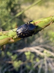 Hypselogenia geotrupina geotrupina