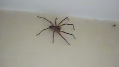 Zoropsis spinimana