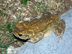 Peltophryne peltocephala