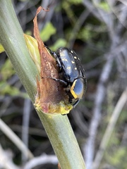 Hypselogenia geotrupina geotrupina