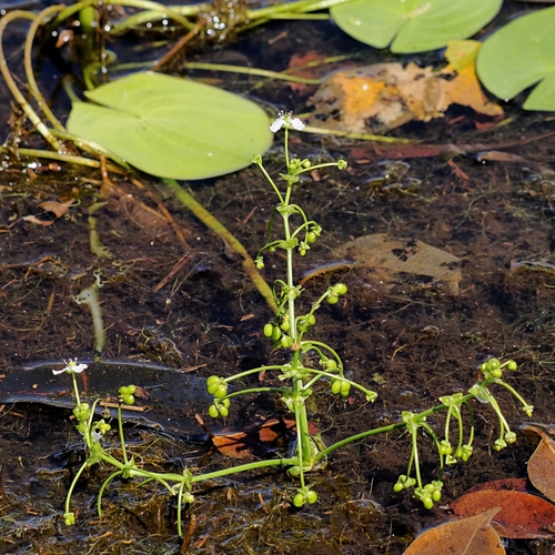 Albidella oligococca (Albidella oligococca)