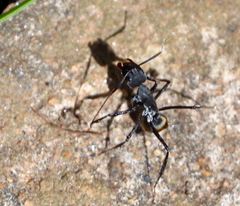 Camponotus cosmicus