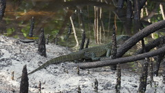 Varanus indicus