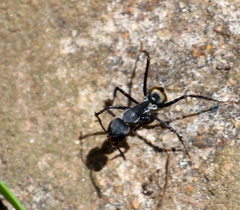 Camponotus cosmicus