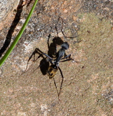 Camponotus cosmicus