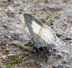 Spalgis lemolea lemolea