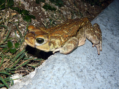 Peltophryne peltocephala