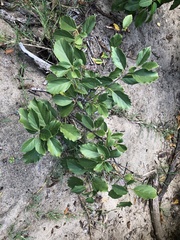 Cordia dichotoma