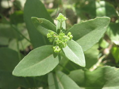 Hylotelephium maximum