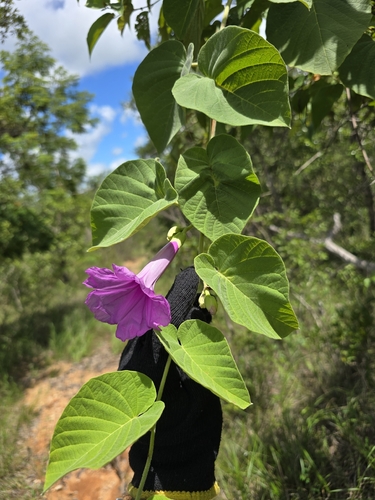 Ipomoea calyptrata
