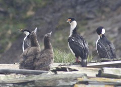 Leucocarbo georgianus