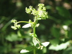 Hylotelephium maximum