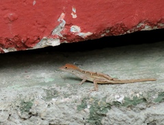 Anolis sagrei sagrei