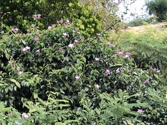 Cryptostegia