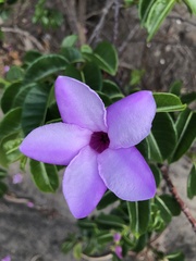 Cryptostegia