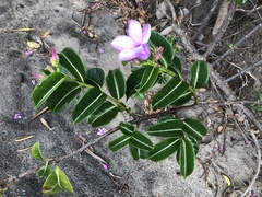Cryptostegia