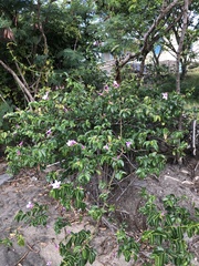 Cryptostegia