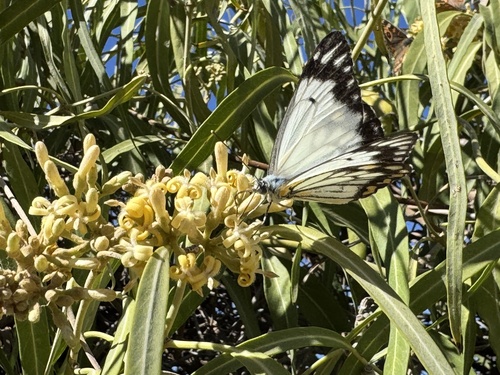 Caper White
