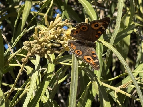 Meadow Argus