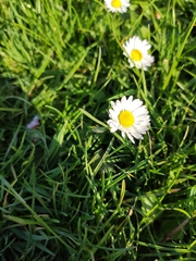 Bellis perennis