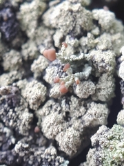 Cladonia botrytes