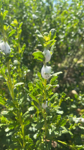 iNaturalist observation photo of Clastoptera lineatocollis