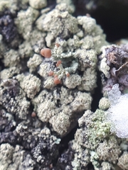 Cladonia botrytes